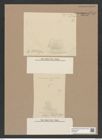 Melosira sturtii Grun. (de-Toni-Nr.: Genus 213) Zeichnungen Sammlung Grunow Nr. 9276 (NHMW-BOT-W0379073)